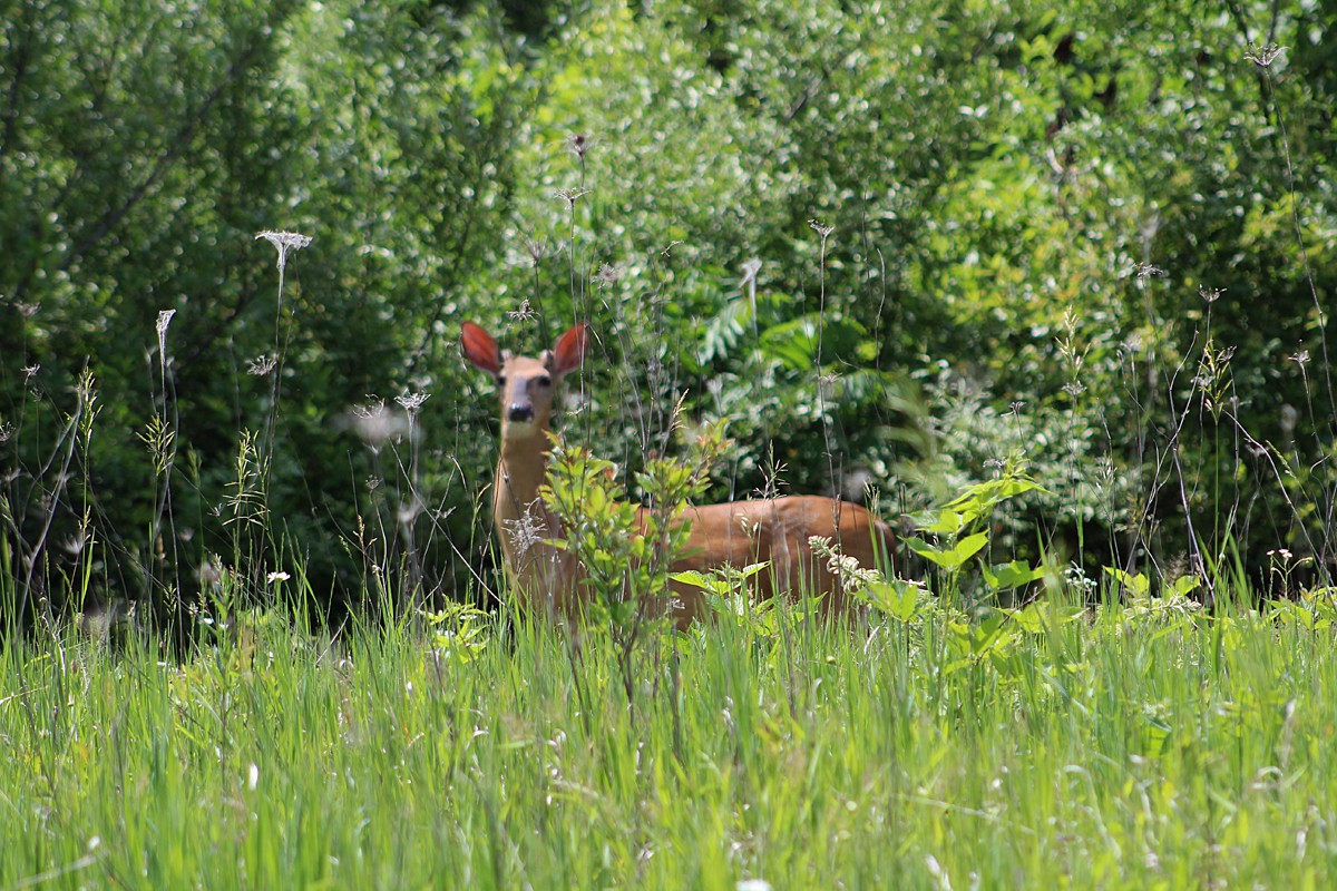 Encounter in the Wilderness